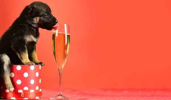 Puppy lick glass of champagne. Funny pyppy dog with champagne. Puppy and gift boxes on new year background, christmas. Funny puppy in a gift box for Christmas