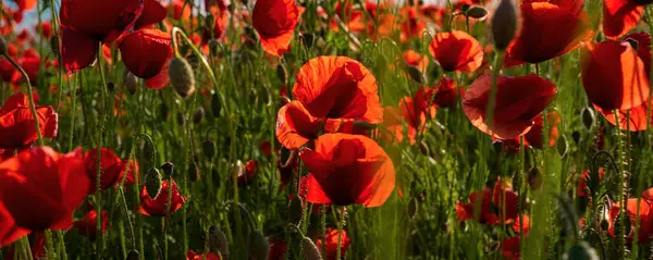 Anzac Day Red Poppy Flower Background Remembrance Day National Holiday — Stock Photo, Image