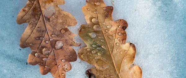 Pierwszy Śnieg Płatki Śniegu Spadają Mroźny Liść Jesieni Naturalne Tło — Zdjęcie stockowe