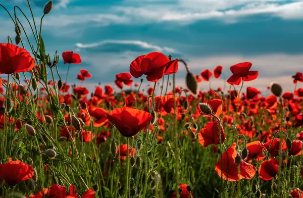 Poppies Remembrance Day Anzac Day Red Poppy Flowers Remembrance Day — Stock Photo, Image
