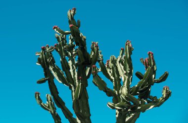 Kaktüs sırtı, kaktüs tasarımı ya da kaktaceae deseni