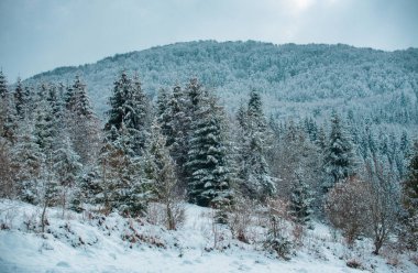 Kar ve ağaçların yağdığı kış Noel ormanı. Kar altında kalan çam ağaçları, kış arkaplanı. Soğuk ve karlı kış dağları