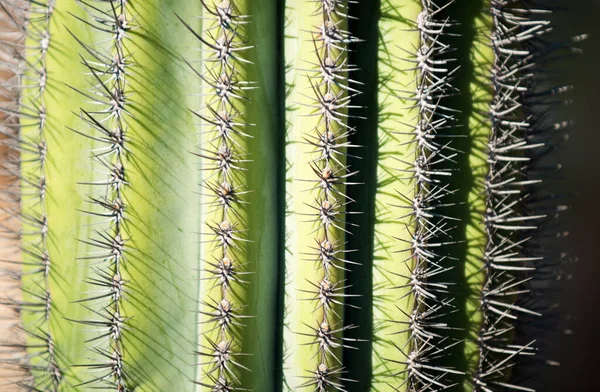 Nahaufnahme Von Kakteen Kakteen Oder Kaktusgewächsen Kakteen Mit Stacheln — Stockfoto