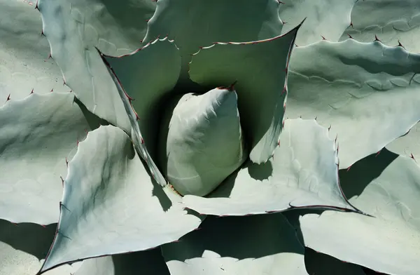 Agave Cactus Close Cactus Desert Cacti Cactaceae Pattern — Stock Photo, Image