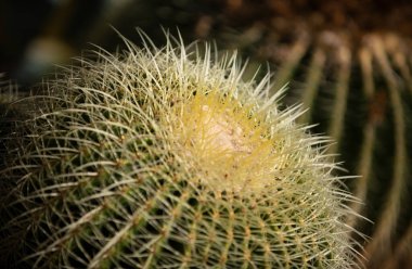 Kaktüs sırtı, kaktüs tasarımı ya da kaktaceae deseni