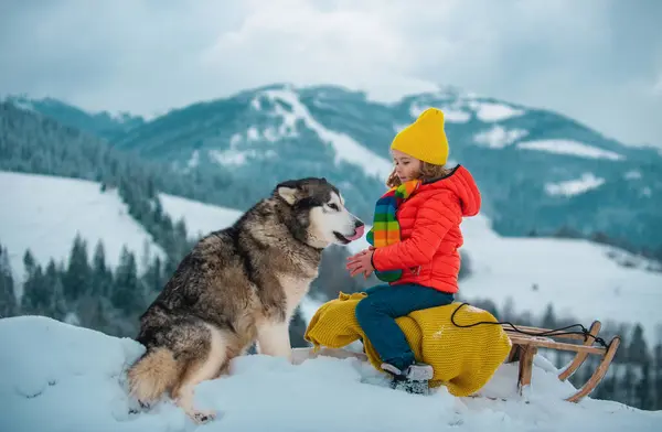 Winter Knitted Kids Clothes Boy Sledding Snowy Forest Siberian Husky — Stock Photo, Image