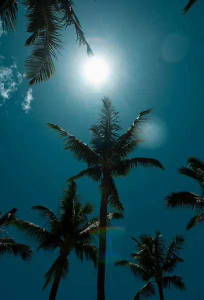 Kókuszpálmafák Gyönyörű Trópusi Textúra Napfénnyel Égen Elvont Háttérrel Tapéta Tenyérből — Stock Fotó