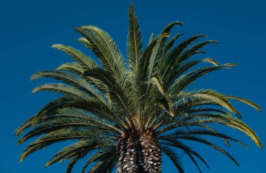 Tropik ağaçların arka planı. Mavi gökyüzünde Coco palmiyeleri. Egzotik yaz doğası geçmişi, yeşil yapraklar, doğal manzara. Avuç içi tropik tasarımı