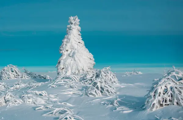 Zimowy Krajobraz Mroźna Scena Mroźnych Drzew Śnieżnym Mglistym Tle Zimowy — Zdjęcie stockowe