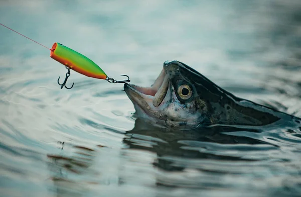 Fishes Catching Hooks Fisherman Trout Bass Fishing Splash Catching Big — Stock Photo, Image