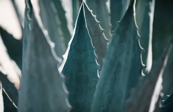 Agave Close Cactus Backdround Cacti Design Cactaceae Patter — Stock Photo, Image