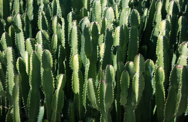Cactus Backdround Cacti Design Cactaceae Pattern — Stock Photo, Image