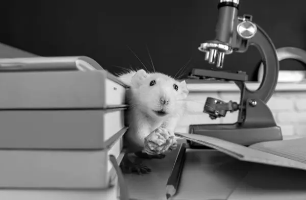 Laboratory rat. Funny white rat mouse in classroom. White test rat sitting on microscope. Laboratory rat in a lab. Concept - testing of drugs, vaccines, laboratory animals. Humanity genetic studies