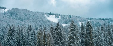Karlı orman afişiyle kış sahnesi. Kar altında kalan çam ağaçları, kış arkaplanı. Soğuk ve karlı kış dağları