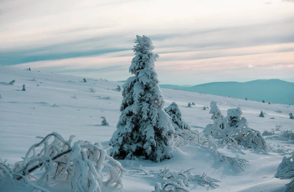 Zimowe Tło Śniegu Mrozu Wolną Przestrzenią Dekoracji Zimowy Świąteczny Krajobraz — Zdjęcie stockowe