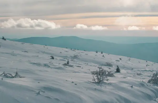 Winter Met Overdekte Vorstbomen Sneeuw Drijft Magisch Winterbos Natuurlandschap Met — Stockfoto