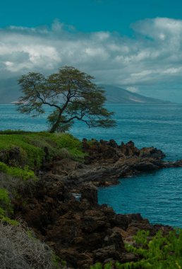 Hawaii 'deki doğa manzarası, berrak denizde palmiye ağacı olan tropikal plaj.