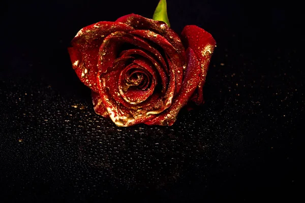Rose Mit Goldfarbe Blütenblätter Nahaufnahme Von Goldenen Rosen Gold Rose — Stockfoto