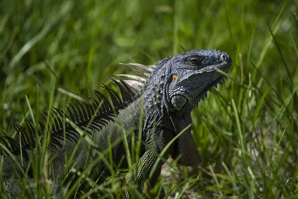 İguana ejderhası. Taşın üstünde iguana kertenkelesi. Yeşil kertenkele iguanası. Doğada büyük bir iguana