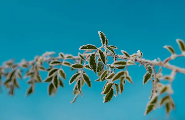 Рима Зеленых Листьях Ясное Голубое Небо Красивая Зимняя Панорама Снегом — стоковое фото