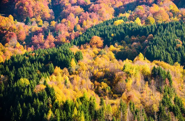 Akçaağaç Sonbahar Ağacı Dokusu Sonbahar Arkaplanı Güzel Manzara Telifsiz Stok Fotoğraflar