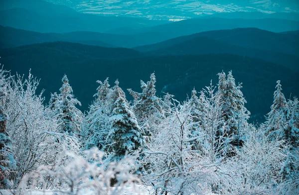 冬天的风景 树上覆盖着白雪 冬天的景象 — 图库照片
