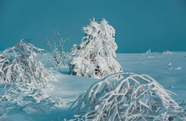 Zimowa Scena Zimowy Krajobraz Mroźna Scena Mroźnych Drzew Śnieżnym Tle — Zdjęcie stockowe
