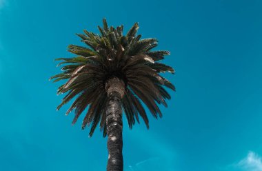 Coconut palm trees, beautiful tropical texture with sun light on sky abstract background. Palms green backdrop