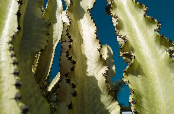 Cactus Backdround Cacti Design Cactaceae Pattern — стоковое фото