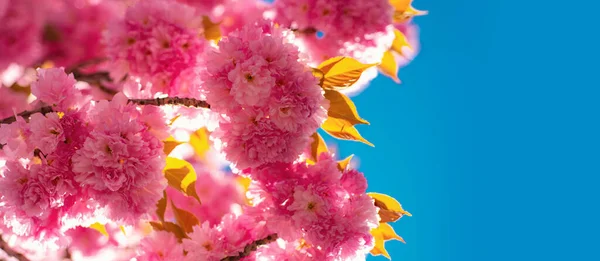 Ανοιξιάτικο Πανό Φόντο Άνθος Κερασιάς Ιστορικό Λουλούδια Την Ανοιξιάτικη Μέρα — Φωτογραφία Αρχείου