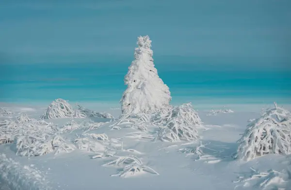 Kar Kış Manzarasında Dağlardaki Ağaçları Kapladı Kış Ormanı Geçmişi Tasarım — Stok fotoğraf
