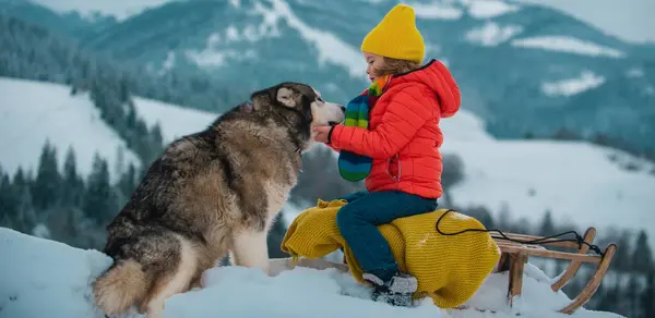 带着哈士奇狗的小男孩喜欢坐雪橇 孩子们在室外冬雪中滑行 圣诞家庭假期 在阳光明媚的冬日 小男孩骑在木制复古雪橇上 — 图库照片