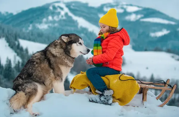 有趣的男孩在冬天的森林里玩雪橇 可爱的孩子们在雪山里和小妖精的哈士奇狗一起滑行 儿童冬季活动 — 图库照片