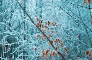Karlı arka planda sarı sonbahar yapraklarıyla kaplı kar dalıyla. Karda ağaç dalı