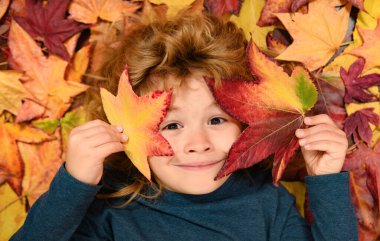 Child portrait close up, kid lying in autumn leaves. Autumn mood. Happy smiling cute child with yellow maple leaves on autumn background