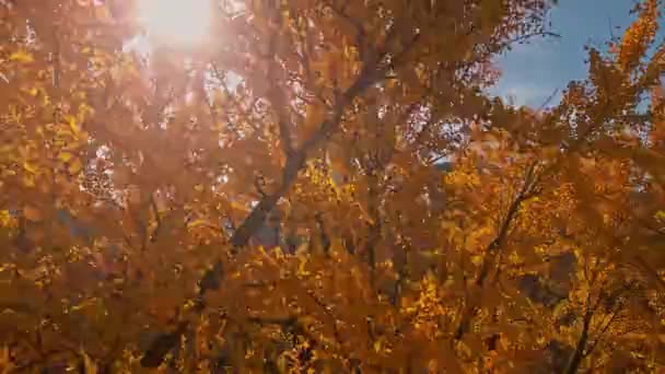 Herbst Blick Auf Den Herbstlichen Central Park Von Der Drohne — Stockvideo