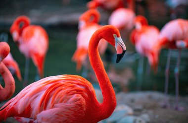 Pembe bir flamingonun yakın plan profil portresi. Bir grup flamingo. Yeşil arka plana karşı pembe flamingolar. Phoenicopterus gülü, flamingo ailesi