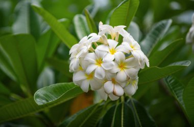 Beyaz Plumeria Rubra çiçekleri. Frangipani çiçeği. Plumeria pudica beyaz çiçekler, yeşil yapraklı arka plan