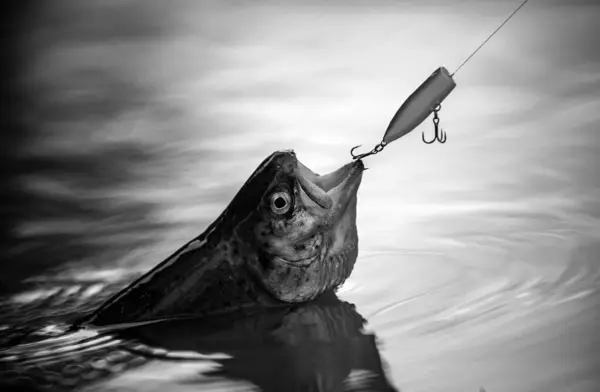 Pesca Mosca Pesca Rilassante Godendo Hobby Trota Iridea Testa Acciaio — Foto Stock