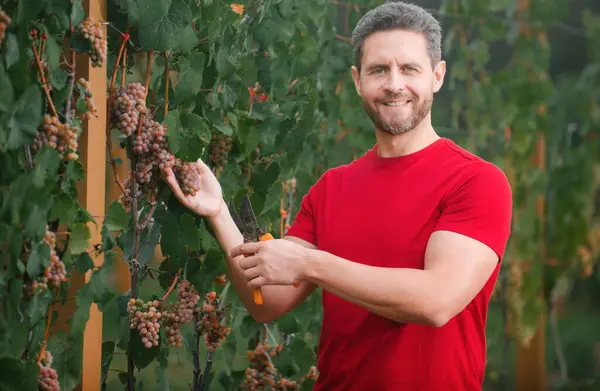 夏のブドウの収穫に庭師 ブドウ畑でブドウを摘む男 ブドウの収穫 畑のブドウはワインのために熟す — ストック写真