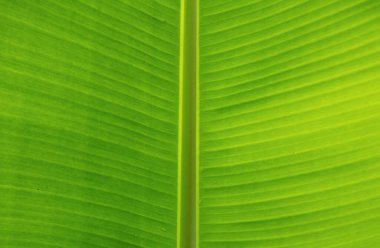 Tropikal yaprak dokusu arka planı. Yeşil yaprak yapısı. Çok güzel yeşil yapraklar. Doğal arkaplan