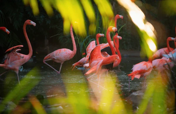 Pink Flamingo Nature Phoenicopterus Ruber Close Contact Female Beauty Flamingos — стокове фото
