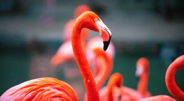 Flock Pink Flamingos Pink Flamingo Beauty Birds Caribbean Flamingo Big — стокове фото