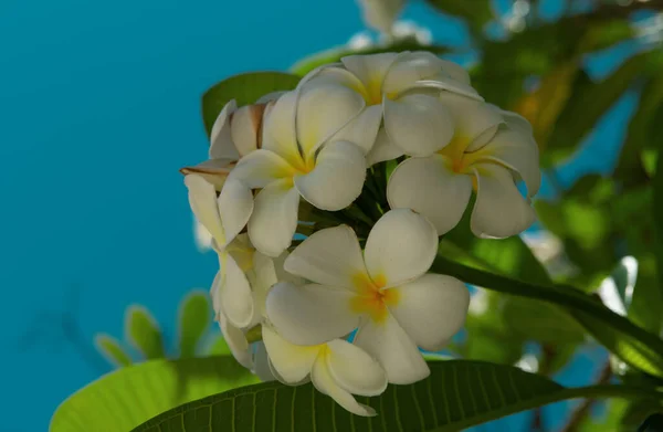 Weiße Blüten Von Plumeria Rubra Frangipani Blüte — Stockfoto