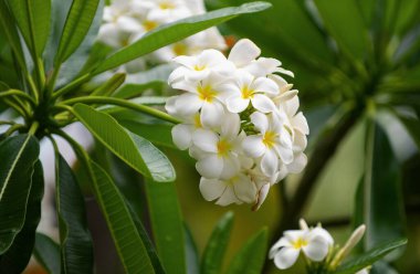 Beyaz Plumeria Rubra çiçekleri. Frangipani çiçeği. Beyaz Frangipani çiçek buketi