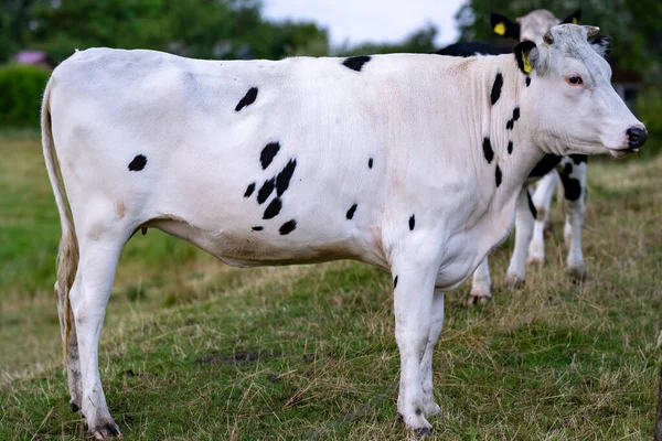 White Cow Pasture Alps Cows Grassy Field Dairy Cows Farm — Stock Photo, Image