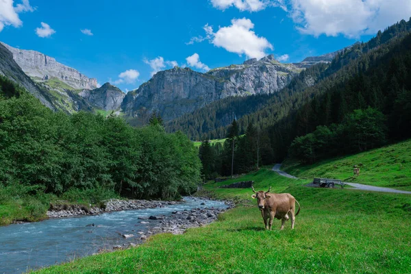 Pastos Vacas Los Alpes Vacas Pastos Prados Alpinos Suiza Hierba —  Fotos de Stock