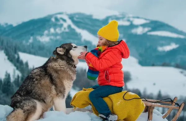 Boy Kid Sliding Sledge Siberian Husky Dog Winter Snow Christmas — Stock Photo, Image
