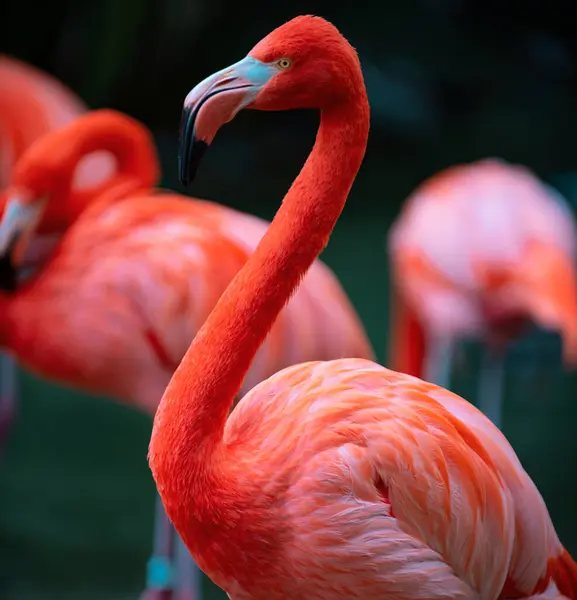 American Caribbean Flamingo Phoenicopterus Ruber Flamingos Flamingoes Type Wading Bird — стокове фото