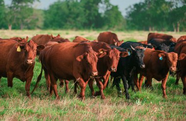 Sığır çiftliği. Çiftçilik çiftliği Angus ve Hereford inekleri